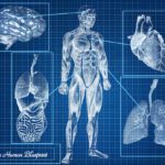 Human Physiology Classes Online