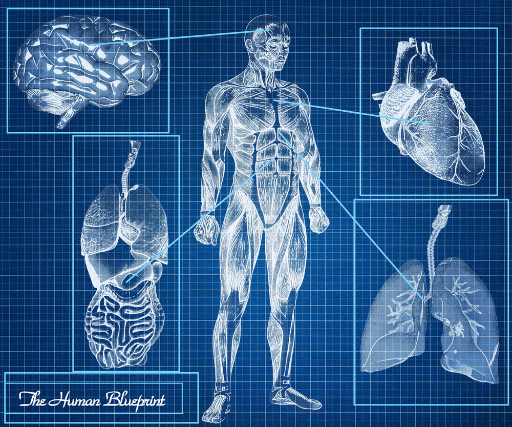 Human Physiology Classes Online